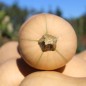 Preview: Kürbis Waltham Butternut (Samen)