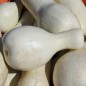 Preview: Kürbis White Cushaw (Samen)