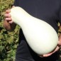 Preview: Kürbis White Cushaw (Samen)
