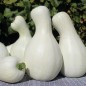 Preview: Kürbis White Cushaw (Samen)