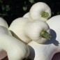 Preview: Kürbis White Cushaw (Samen)