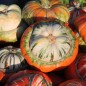 Preview: Kürbis Bischoffsmütze (Samen)