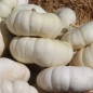 Preview: Kürbis Flat White Boer (Samen)