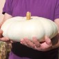 Preview: Kürbis Flat White Boer (Samen)