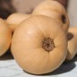 Preview: Kürbis Mini Butternut (Samen)