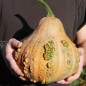Preview: Kürbis Musquee de Maroque (Samen)