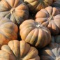 Preview: Kürbis Musquée de Provence (Samen)