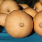 Preview: Kürbis Tahiti Melon (Samen)