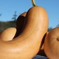 Preview: Kürbis Tahiti Melon (Samen)