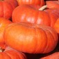 Preview: Kürbis Rouge Vif d'Etampes (Samen)