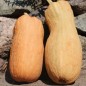 Preview: Kürbis Butternut Rugosa (Samen)