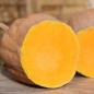 Preview: Kürbis Butternut Rugosa (Samen)