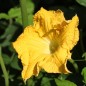 Preview: Kürbis Butternut Rugosa (Samen)