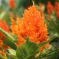 Preview: Lagos-Spinat Orange Feather (Samen)