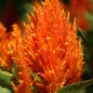 Preview: Lagos-Spinat Orange Feather (Samen)