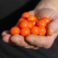 Preview: Lampionblume Fruity (Samen)