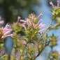 Preview: Langblütiger Thymian (Samen)