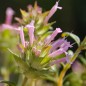 Preview: Langblütiger Thymian (Samen)