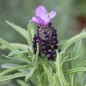 Preview: Schopflavendel blau (Samen)