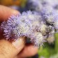 Preview: Leberbalsam Leda (Samen)