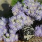Preview: Leberbalsam Leda (Samen)
