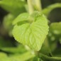 Preview: Leberbalsam Leda (Samen)