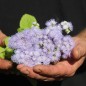 Preview: Leberbalsam Leda (Samen)