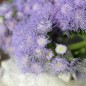 Preview: Leberbalsam Leda (Samen)