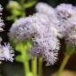 Preview: Leberbalsam Leda (Samen)