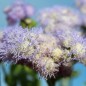 Preview: Leberbalsam Leda (Samen)