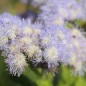 Preview: Leberbalsam Leda (Samen)