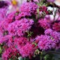 Preview: Leberbalsam Red Flint (Samen)