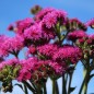Preview: Leberbalsam Red Flint (Samen)