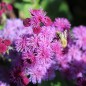 Preview: Leberbalsam Red Flint (Samen)