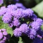Preview: Leberbalsam blau (Samen)