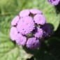 Preview: Leberbalsam blau (Samen)