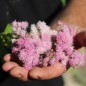 Preview: Leberbalsam pink (Samen)
