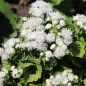 Preview: Leberbalsam weiß (Samen)