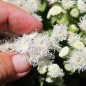 Preview: Leberbalsam weiß (Samen)