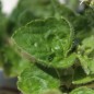 Preview: Leberbalsam weiß (Samen)