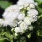 Preview: Leberbalsam weiß (Samen)