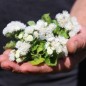 Preview: Leberbalsam weiß (Samen)