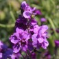 Preview: Levkoje Dwarf Azure Blue (Samen)