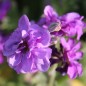 Preview: Levkoje Dwarf Azure Blue (Samen)