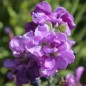 Preview: Levkoje Dwarf Azure Blue (Samen)