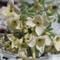 Preview: Levkoje Dwarf Yellow (Samen)