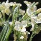 Preview: Levkoje Dwarf Yellow (Samen)