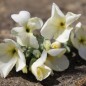 Preview: Levkoje Dwarf Yellow (Samen)