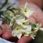 Preview: Levkoje Dwarf Yellow (Samen)