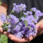 Preview: Neu! Meerlavendel - Statice Lilac Lavender (Samen)